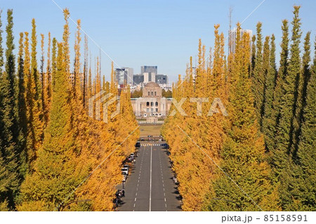 明治神宮外苑　イチョウ並木 85158591