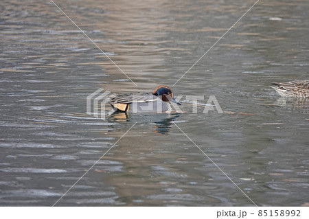 コガモのオス 85158992