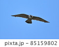 ハヤブサの飛翔 85159802