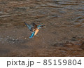 魚を獲り離水するカワセミ 85159804