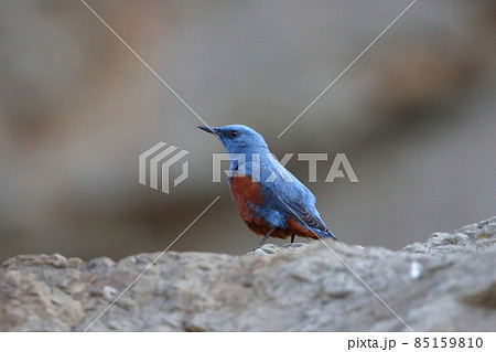 海岸にたたずむイソヒヨドリのオス 海岸にたたずむイソヒヨドリのオス 85159810