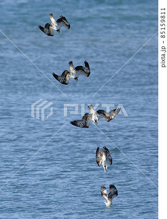 魚を狙って海に飛び込むミサゴ 魚を狙って海に飛び込むミサゴ 85159811