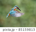 魚を狙って上空でホバリングするカワセミ 85159813