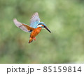 魚を狙って上空でホバリングするカワセミ 85159814