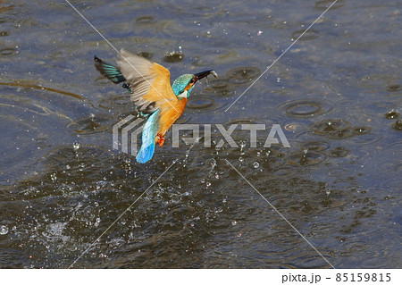 魚を獲り離水するカワセミ 魚を獲り離水するカワセミ 85159815