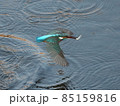 魚を獲り離水するカワセミ 85159816