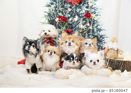 クリスマスツリーと6匹のチワワと1匹のトイプードル 85160047