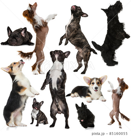 Collage of different purebreed dogs in different poses isolated over white background Collage of different purebreed dogs in different poses isolated over white background 85160055
