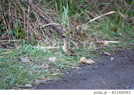 アオジのメス。 アオジのメス。 85160093