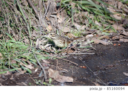 アオジのメス。 85160094