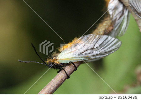 ミノウスバのメス ミノウスバのメス 85160439