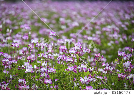 ピンク色の蓮華の花 ピンク色の蓮華の花 85160478