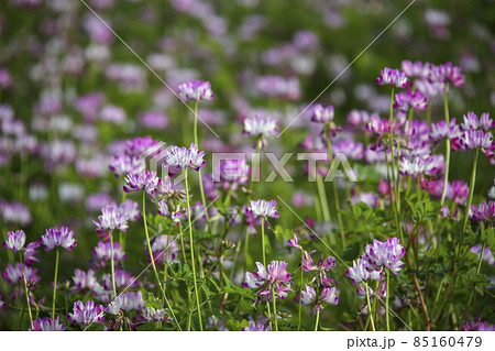 ピンク色の蓮華の花 ピンク色の蓮華の花 85160479