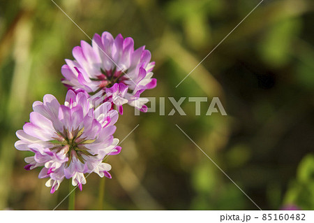 ピンク色の蓮華の花 ピンク色の蓮華の花 85160482