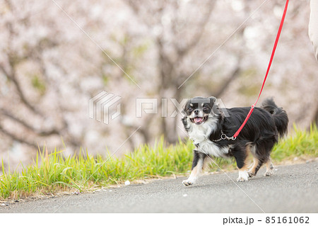 桜並木の横を楽しそうに歩く黒いロングコートチワワ 桜並木の横を楽しそうに歩く黒いロングコートチワワ 85161062