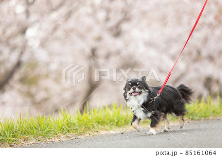 桜並木の横を楽しそうに歩く黒いロングコートチワワ 85161064