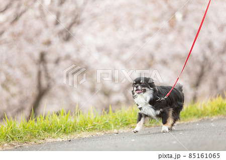 桜並木の横を楽しそうに歩く黒いロングコートチワワ 85161065