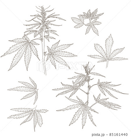 Hemp, cannabis leaves and stems 85161440
