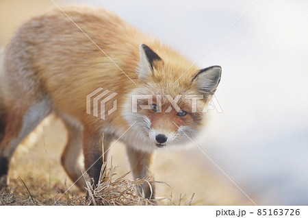 冬に出会ったキタキツネ（北海道） 85163726