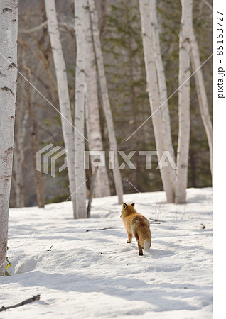冬の森を歩くキタキツネ（北海道） 85163727