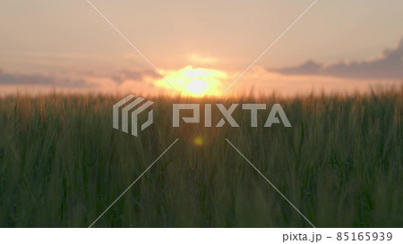 agriculture, wheat field on the farm, beautiful sunset sky in spring, summer green wheat growing on the plantation, ear of rural land, dawn for ripening rye, business farming, organic ears concept 85165939