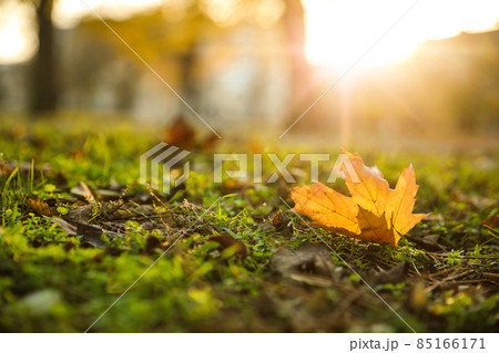 Autumn leaf on green grass in park. Bokeh effect 85166171