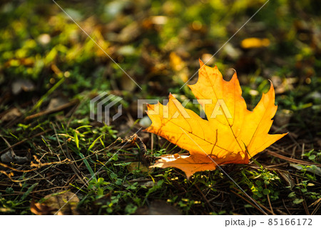 Autumn leaf on green grass in park. Bokeh effect Autumn leaf on green grass in park. Bokeh effect 85166172