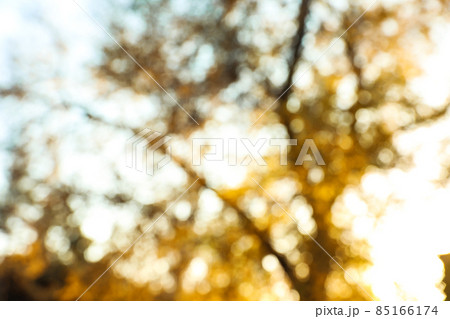 Blurred view of autumn tree outdoors. Bokeh effect 85166174