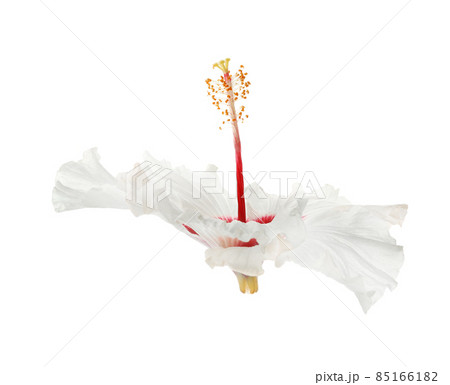 Beautiful tropical hibiscus flower isolated on white 85166182