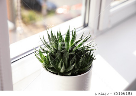 Beautiful succulent plant on windowsill at home Beautiful succulent plant on windowsill at home 85166193