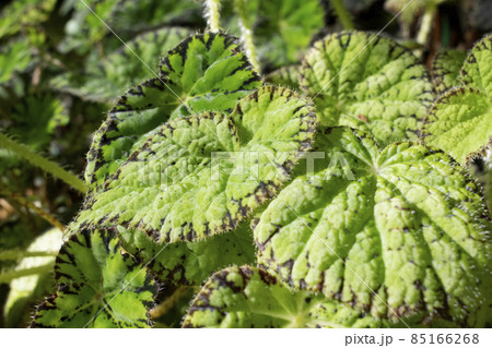 Bright green Begonia plant in Botanical Garden. Natural close up photo. 85166268