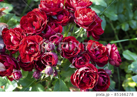 Dark red rose Lavaglut blooming in the garden. Beautiful flowers with sunshine. 85166278