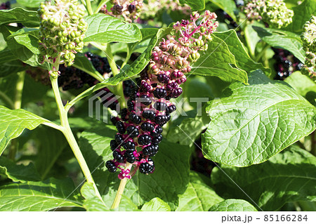 Phytolacca acinosa Roxb. or Indian poke. Natural close up photo. Phytolacca acinosa Roxb. or Indian poke. Natural close up photo. 85166284
