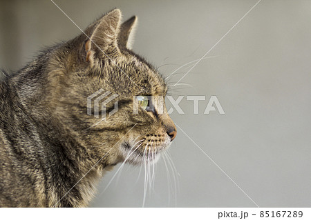 Portrait of a cat close-up. Pet animal. 85167289