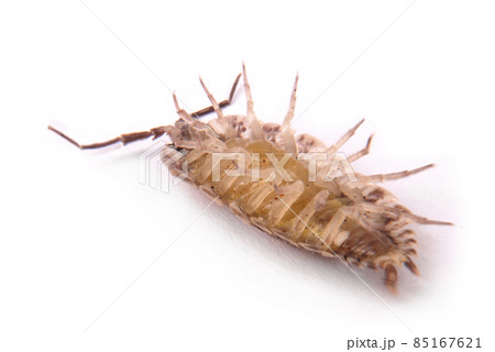 Woodlice (Porcellio scaber) isolated Woodlice (Porcellio scaber) isolated 85167621