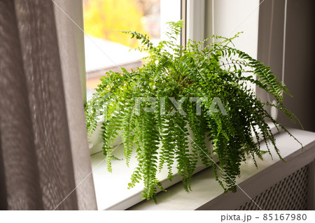 Beautiful potted fern plant on windowsill at home Beautiful potted fern plant on windowsill at home 85167980