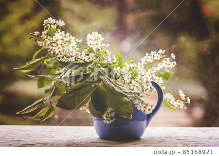 Bouquet of bird cherry, hackberry, hagberry or Mayday tree branches with white fragrant flowers. Bouquet of bird cherry, hackberry, hagberry or Mayday tree branches with white fragrant flowers. 85168921