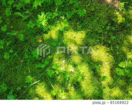 Green moss in forest in sunny summer day. Green moss in forest in sunny summer day. 85168922