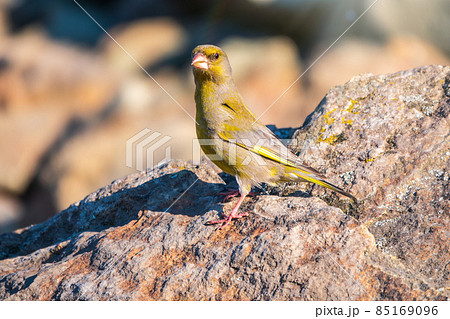 Green and yellow songbird, The European greenfinch sitting on stone rock. Green and yellow songbird, The European greenfinch sitting on stone rock. 85169096