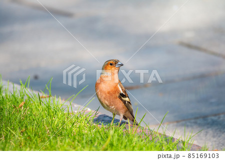 Common chaffinch, Fringilla coelebs, sits on a green lawn in spring. Common chaffinch in wildlife. 85169103