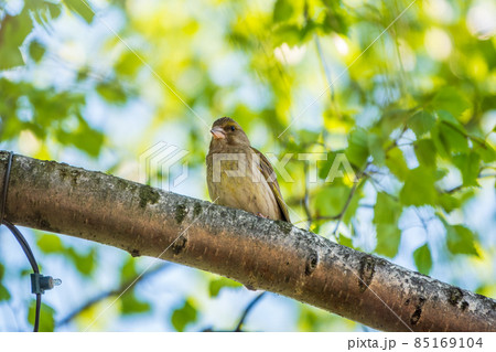 Green and yellow songbird, The European greenfinch sitting on a branch in spring. Green and yellow songbird, The European greenfinch sitting on a branch in spring. 85169104
