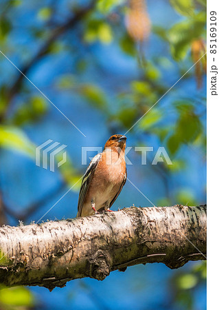 Common chaffinch, Fringilla coelebs, sits on a branch in spring on green background. Common chaffinch in wildlife. Common chaffinch, Fringilla coelebs, sits on a branch in spring on green background. Common chaffinch in wildlife. 85169109