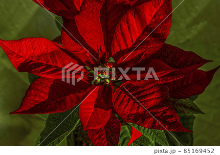 Christmas star, Poinsettia flower framed by green leaves on a green fabric background Christmas star, Poinsettia flower framed by green leaves on a green fabric background 85169452