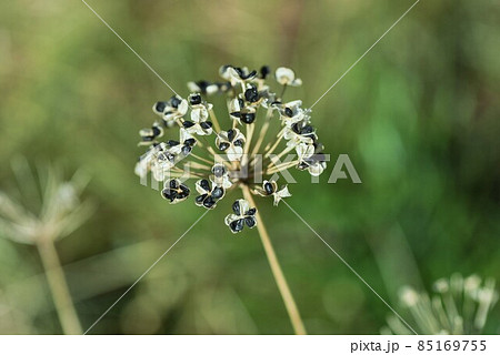 ニラの種子 ニラの種子 85169755