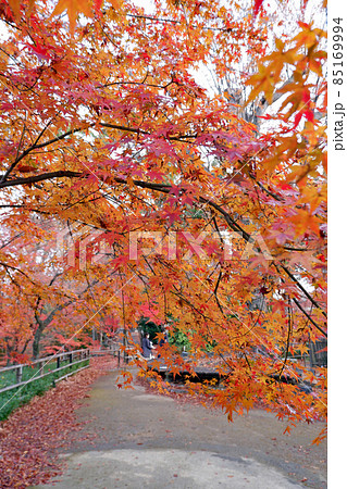 北野天満宮　御土居の紅葉 85169994