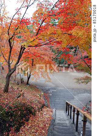 北野天満宮 御土居の紅葉 北野天満宮 御土居の紅葉 85170018