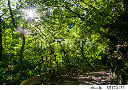【国道439号線】森の中を進む狭路 85170136
