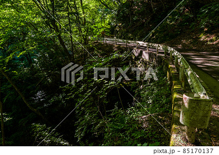 【国道439号線】森の中を進む狭路 85170137