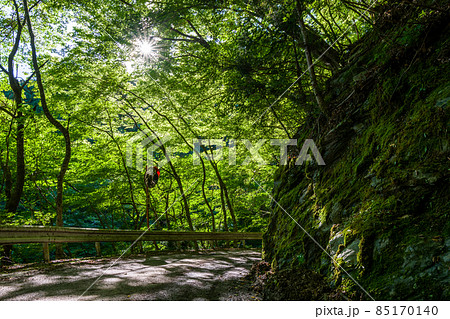 【国道439号線】森の中を進む狭路 85170140