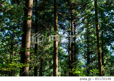 【国道439号線】道路脇の風景 85170146